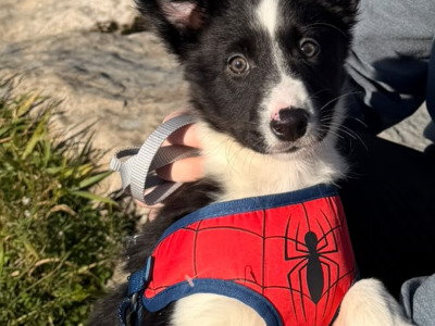 Purebred Border Collie puppies. 1 male 1 female left in Kerry