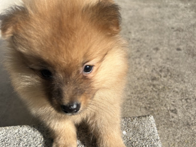 Pomeranian puppies in Cavan (Video Included)