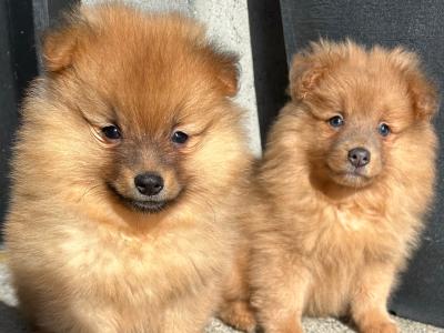Pomeranian puppies in Cavan (Video Included)