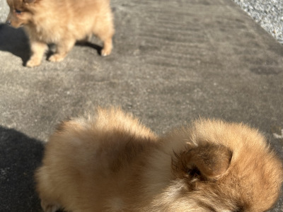Pomeranian puppies in Cavan (Video Included)