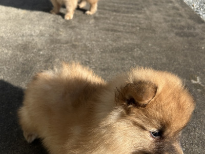 Pomeranian puppies in Cavan (Video Included)