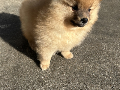 Pomeranian puppies in Cavan (Video Included)