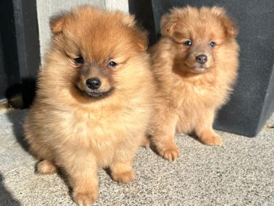 Pomeranian puppies in Cavan (Video Included)