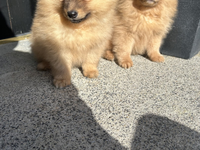Pomeranian puppies in Cavan (Video Included)