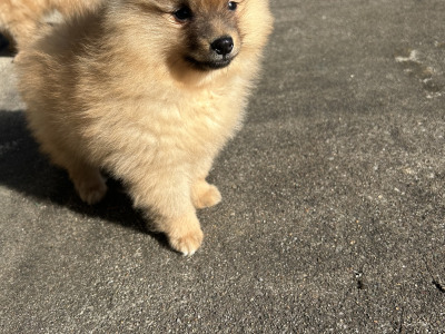 Pomeranian puppies in Cavan (Video Included)