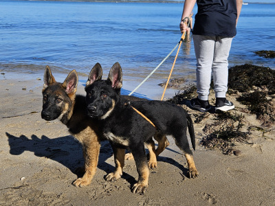Last girl [reserved], IKC Registered German Shepherd puppies in Wexford