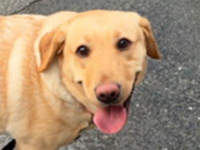 Ella is a female Labrador dog 3 years 11 months old in Tipperary