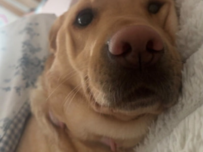 Ella is a female Labrador dog 3 years 11 months old in Tipperary