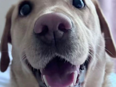 Ella is a female Labrador dog 3 years 11 months old in Tipperary