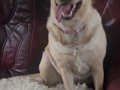 Ella is a female Labrador dog 3 years 11 months old in Tipperary