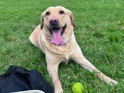 Ella is a female Labrador dog 3 years 11 months old in Tipperary