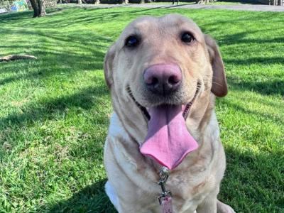 Ella is a female Labrador dog 3 years 11 months old in Tipperary