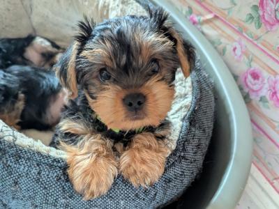 Precious Most Cutest Little Yorkshire Terrier puppies in Mayo