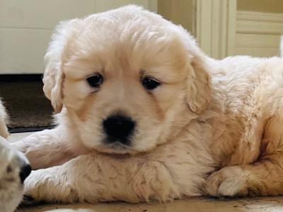 Golden Retriever puppies in Tipperary are looking for loving homes