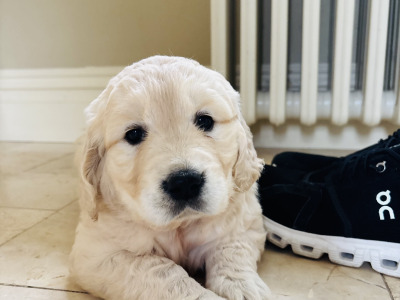 Golden Retriever puppies in Tipperary are looking for loving homes