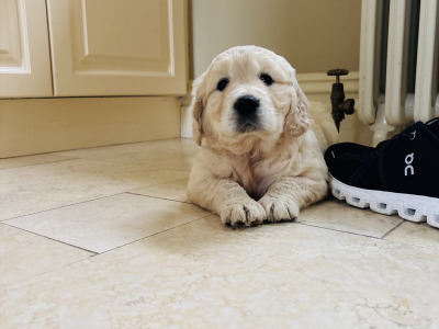Golden Retriever puppies in Tipperary are looking for loving homes