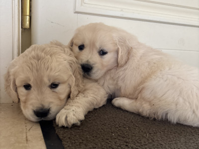 Golden Retriever puppies in Tipperary are looking for loving homes