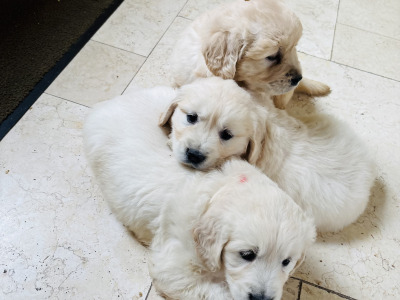 Golden Retriever puppies in Tipperary are looking for loving homes