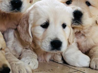 Golden Retriever puppies in Tipperary are looking for loving homes