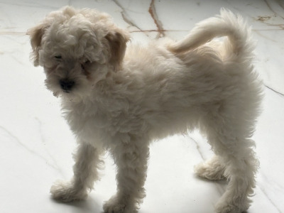 Poochon puppies (Poodle x Bichon Frise) in Laois are ready for new loving homes