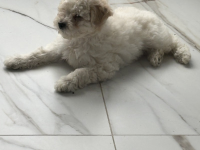 Poochon puppies (Poodle x Bichon Frise) in Laois are ready for new loving homes