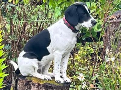 Female Beagle x Cocker Spaniel - €200