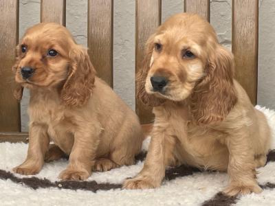 IKC Registered Cocker Spaniel puppies in Laois