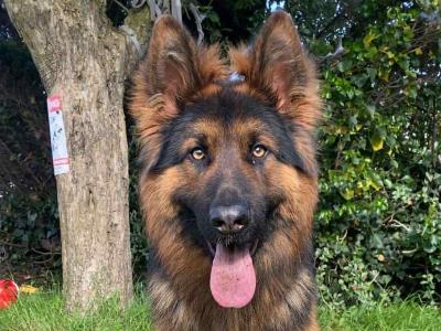 IKC REG GSD STUD LIMERICK