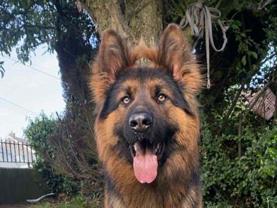 IKC REG GSD STUD LIMERICK