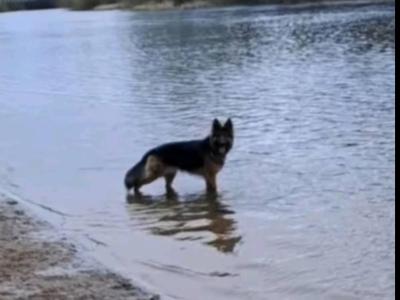 IKC REG GSD STUD LIMERICK