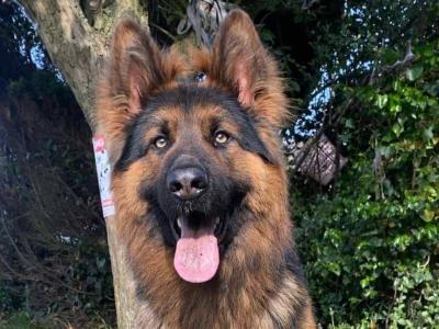 IKC REG GSD STUD LIMERICK