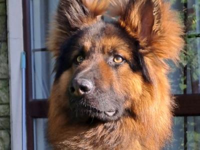 IKC REG GSD STUD LIMERICK