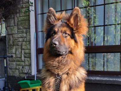 IKC REG GSD STUD LIMERICK