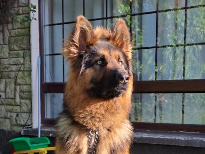 IKC REG GSD STUD LIMERICK