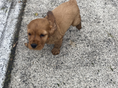 Cocker Spaniel puppies for sale in Monaghan - €450 each