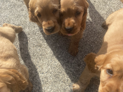 Cocker Spaniel puppies for sale in Monaghan - €450 each