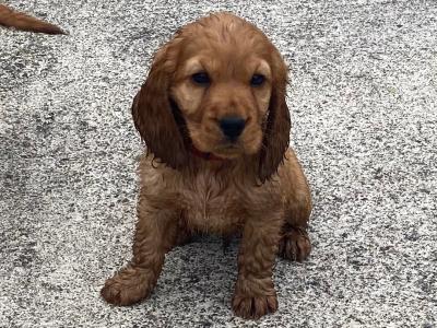 Cocker Spaniel puppies for sale in Monaghan - €450 each