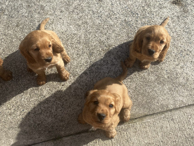 Cocker Spaniel puppies for sale in Monaghan - €450 each