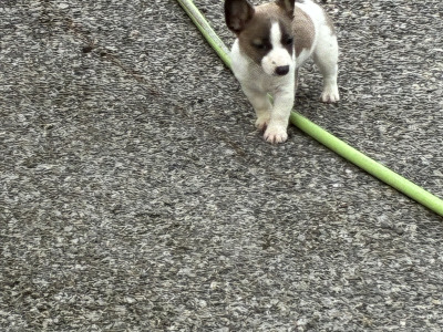 Beautiful miniature Jack Russell pups