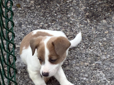 Beautiful miniature Jack Russell pups