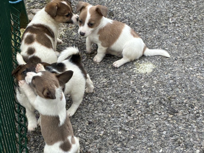 Beautiful miniature Jack Russell pups