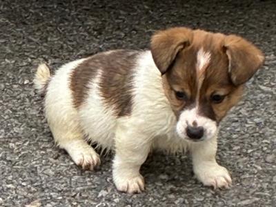 ONE MALE PUPPY Left. Miniature Jack Russell puppies in Leitrim