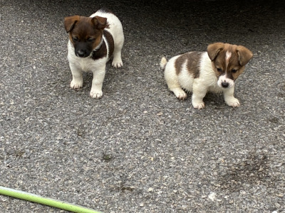 Beautiful miniature Jack Russell pups