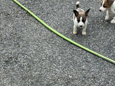 Beautiful miniature Jack Russell pups