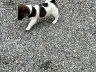 Beautiful miniature Jack Russell pups