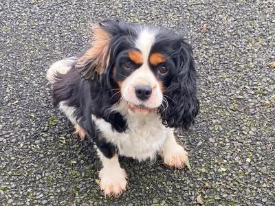 Beautiful female 5.5 year old Cavalier King Charles Spaniel in Limerick