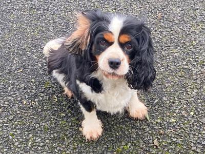 Beautiful female 5.5 year old Cavalier King Charles Spaniel in Limerick