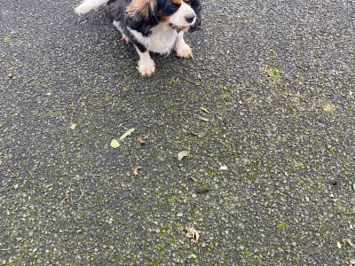 Beautiful female 5.5 year old Cavalier King Charles Spaniel in Limerick