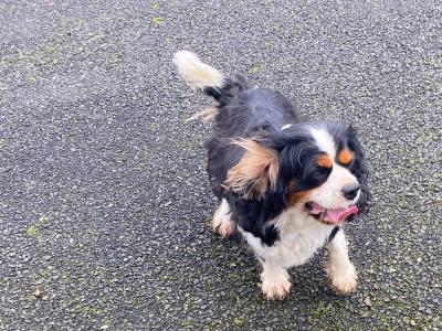 Beautiful female 5.5 year old Cavalier King Charles Spaniel in Limerick