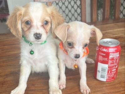 Chihuahua x Cavachon puppies in Carlow *2 left*